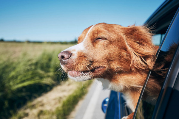 Here’s our guide to ten of the best dog-friendly days out in Cornwall, so you’ll always have places to visit and things to do with your four-legged best friend when you stay at our ‘pawfect’ Cornwall holiday cottages.